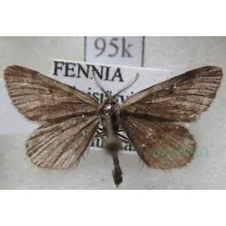 Speranza fusca (Thunberg, 1792) male Finland95k